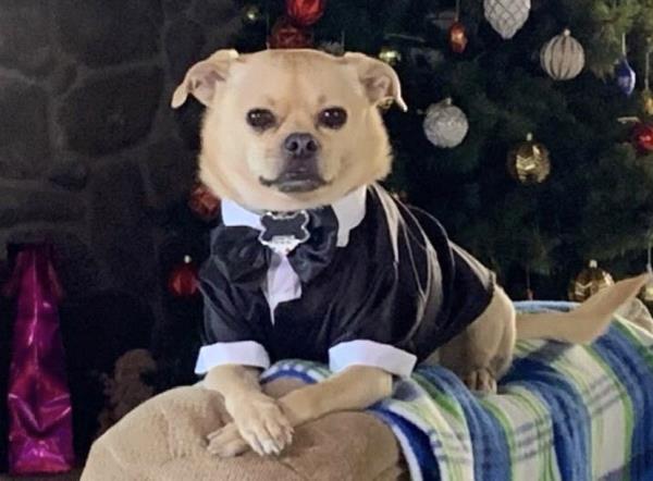 /images/uploads/pug nation rescue of los angeles/pugnation2021/entries/15436thumb.jpg